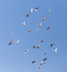 Dove in flight against blue sky