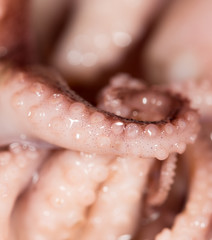 octopus. close-up