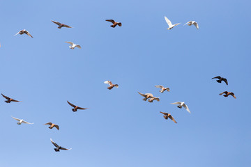 flock of pigeons on blue sky