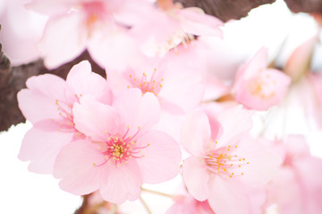 Fototapeta premium 桜