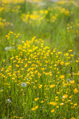Blumenwiese mit gelben Hahnenfuß