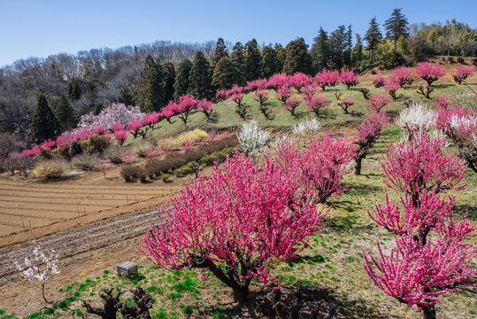 花桃の丘 の画像 2 061 件の Stock 写真 ベクターおよびビデオ Adobe Stock