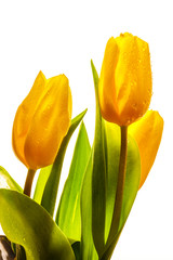Obrazy  Trzy żółte wiosenne tulipany