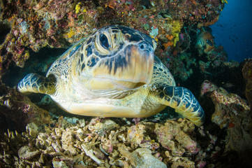 sea turtle swimming bunaken sulawesi mydas chelonia