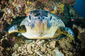 Naklejka na ściany i meble sea turtle swimming bunaken sulawesi mydas chelonia