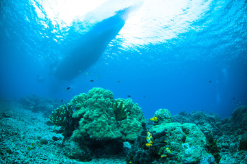 sponge below boat bunaken sulawesi indonesia underwater photo