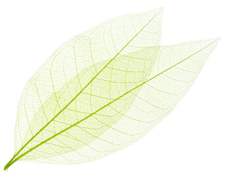 feuilles d&eacute;coratives vertes