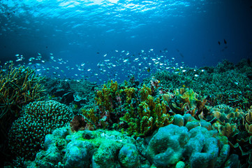 thousand fish below boat bunaken sulawesi indonesia diver