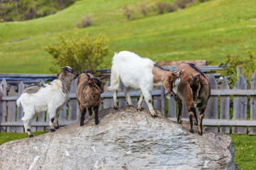 Naklejka premium Ziegenfamilie auf dem Bauernhof
