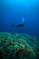 Naklejka na ściany i meble diver above coral bunaken sulawesi indonesia underwater photo