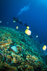 Fototapeta na wymiar diver above coral bunaken sulawesi indonesia underwater photo