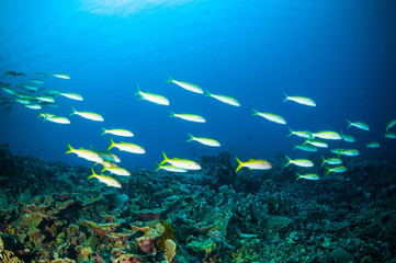 Fototapeta na wymiar schooler fish bunaken pentapodus nagasakiensis diver