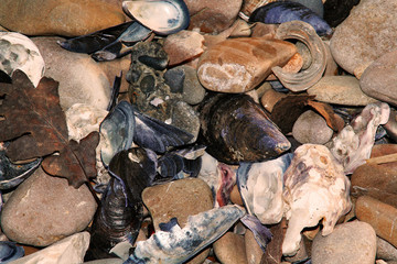 stones and mussels