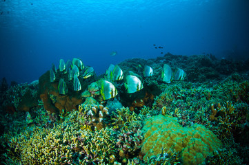 Fototapeta na wymiar golden spadefish bunaken indonesia platax boersii diver