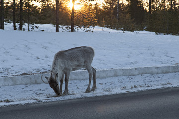 The eating reindeer