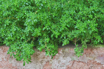 green bush background