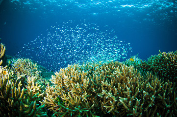 Naklejka na ściany i meble thousand fish bunaken sulawesi indonesia underwater photo
