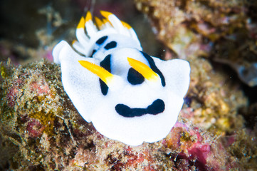 nudibranch bunaken sulawesi indonesia chromodoris dianae