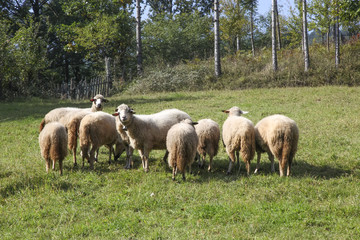 Obraz premium Sheep