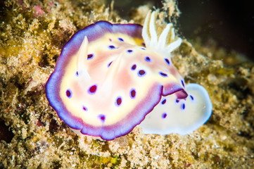 nudibranch bunaken sulawesi chromodoris sp. underwater photo