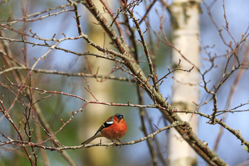 Chaffinch on a tree at spring