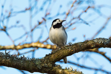 Wagtail