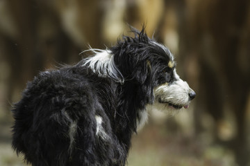 Perro