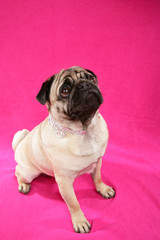 Süßer Mops auf pinkem Hintergrund blickt nach oben