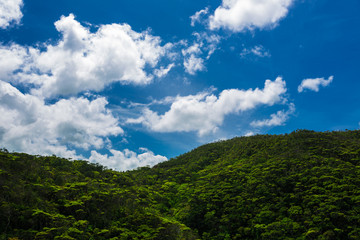 沖縄の夏山