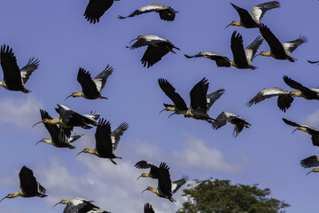 Ibis aves