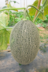 Melon crop