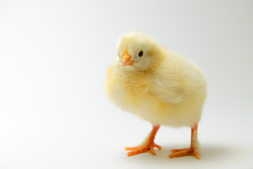 little chick in front of bright background