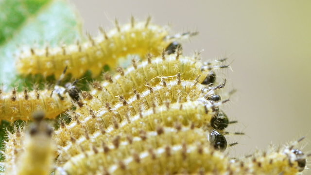 Moth Caterpillars Extreme Closeup