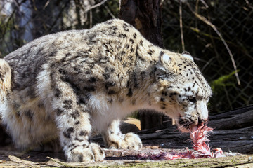 Snow leopard, Uncia uncia, eating rabbit
