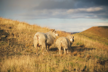 Iceland sheep with lamb in autumn field at sunset