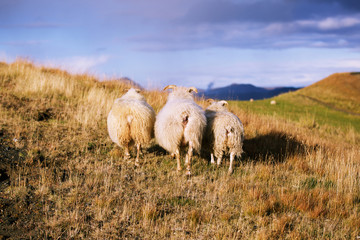 Three Iceland sheeps in autumn field at sunset