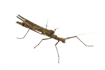 Big brown grasshopper on white background