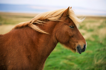 Fototapeta premium Icelandic horse in the field