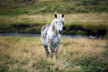 Icelandic horse in the field