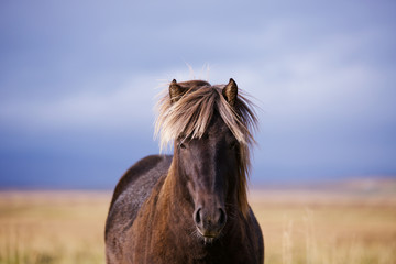Obraz premium Icelandic horse portrait in the field