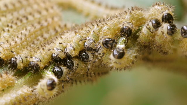 Moth Caterpillars Extreme Closeup