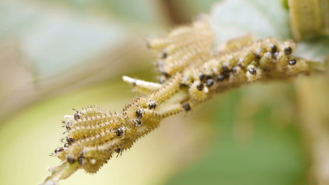 Caterpillars On Leaf Stem