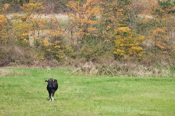 Cow standing with autumn trees in the distance