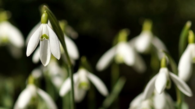 Few Young Snowdrops Swaying in the Wind. Macro Shooting.