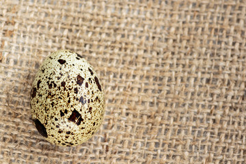 Quail egg on the jute background, copy space