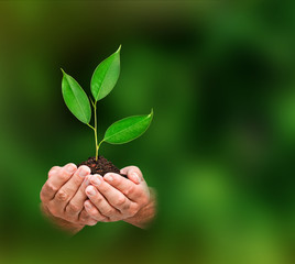 Sapling in hands