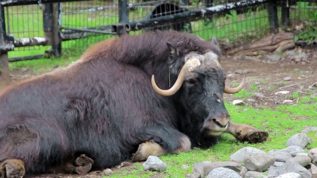 Buffalo laying