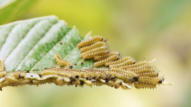 Baby Caterpillars Eating Leaf