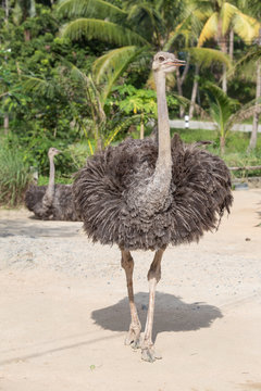 Beautiful portrait photo of big African ostrich in zoo