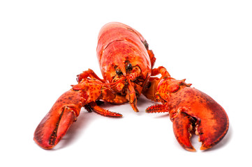 red lobster isolated on a white background